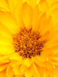 black and yellow bee on yellow flower