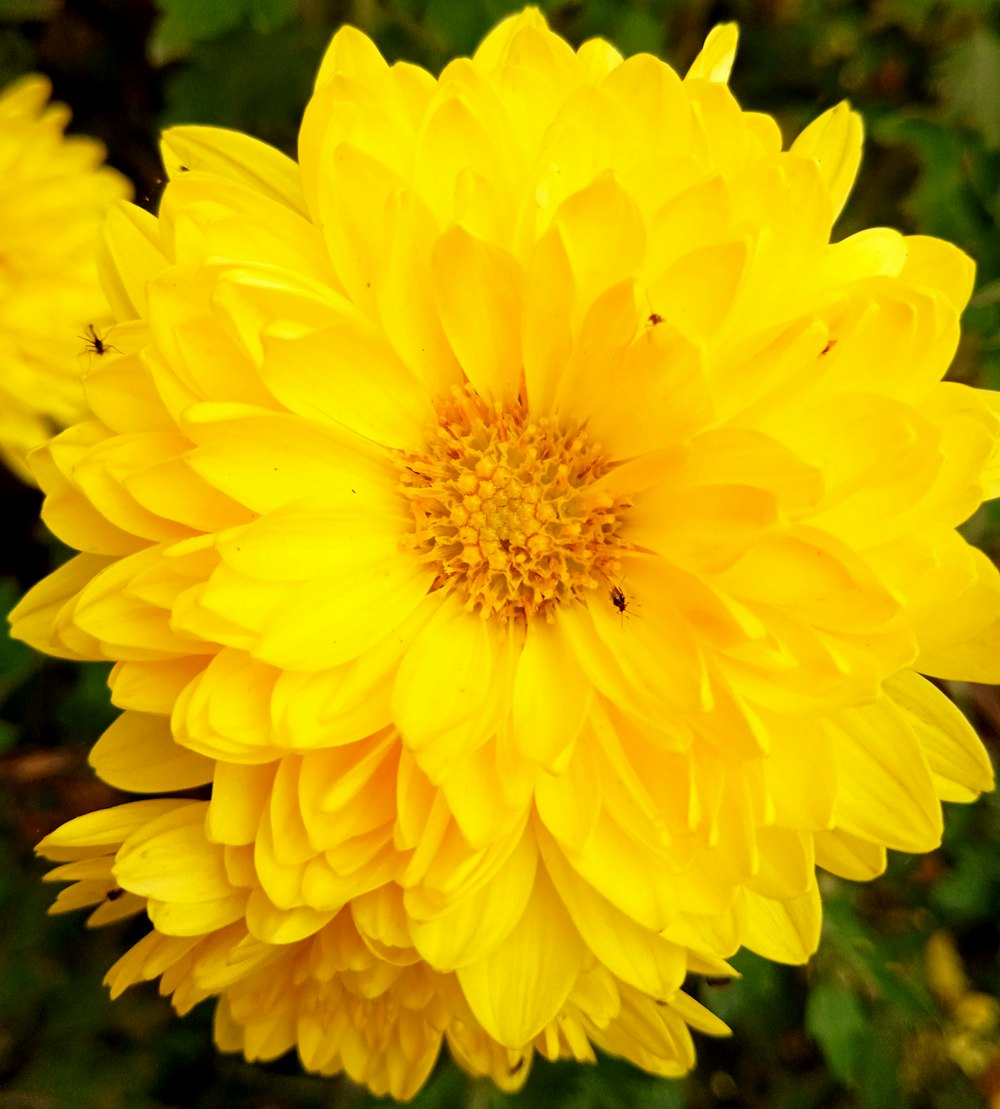 Flor amarilla en lente macro