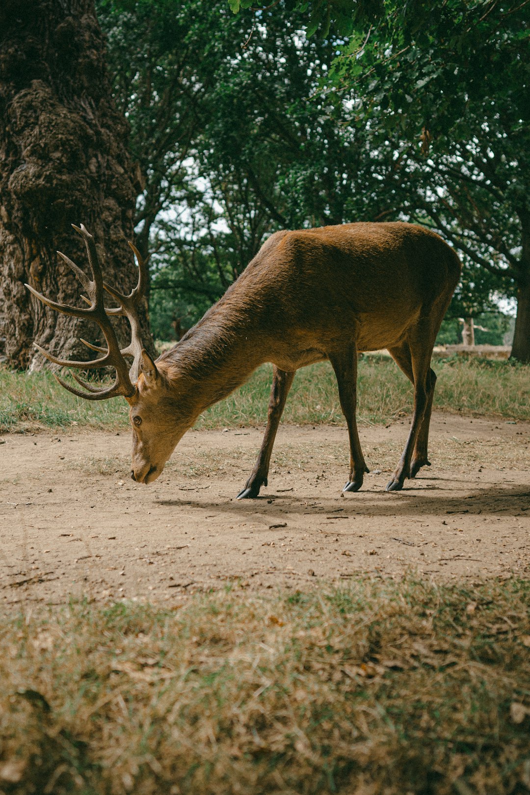 brown deer standing on brown dirt during daytime