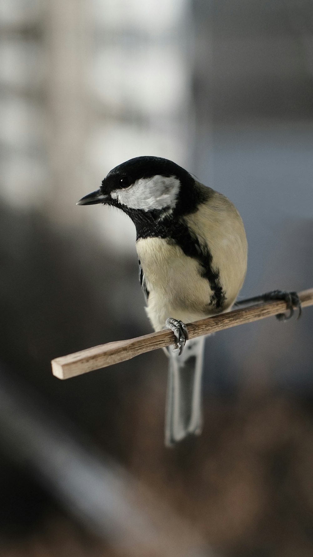 white black and yellow bird on brown wooden stick
