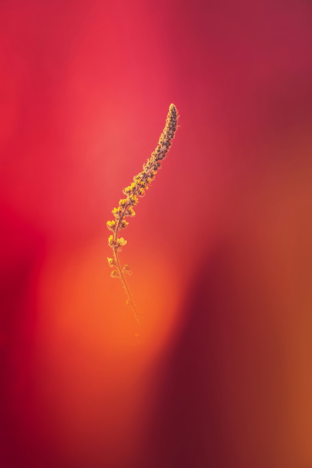 water droplets on brown stem