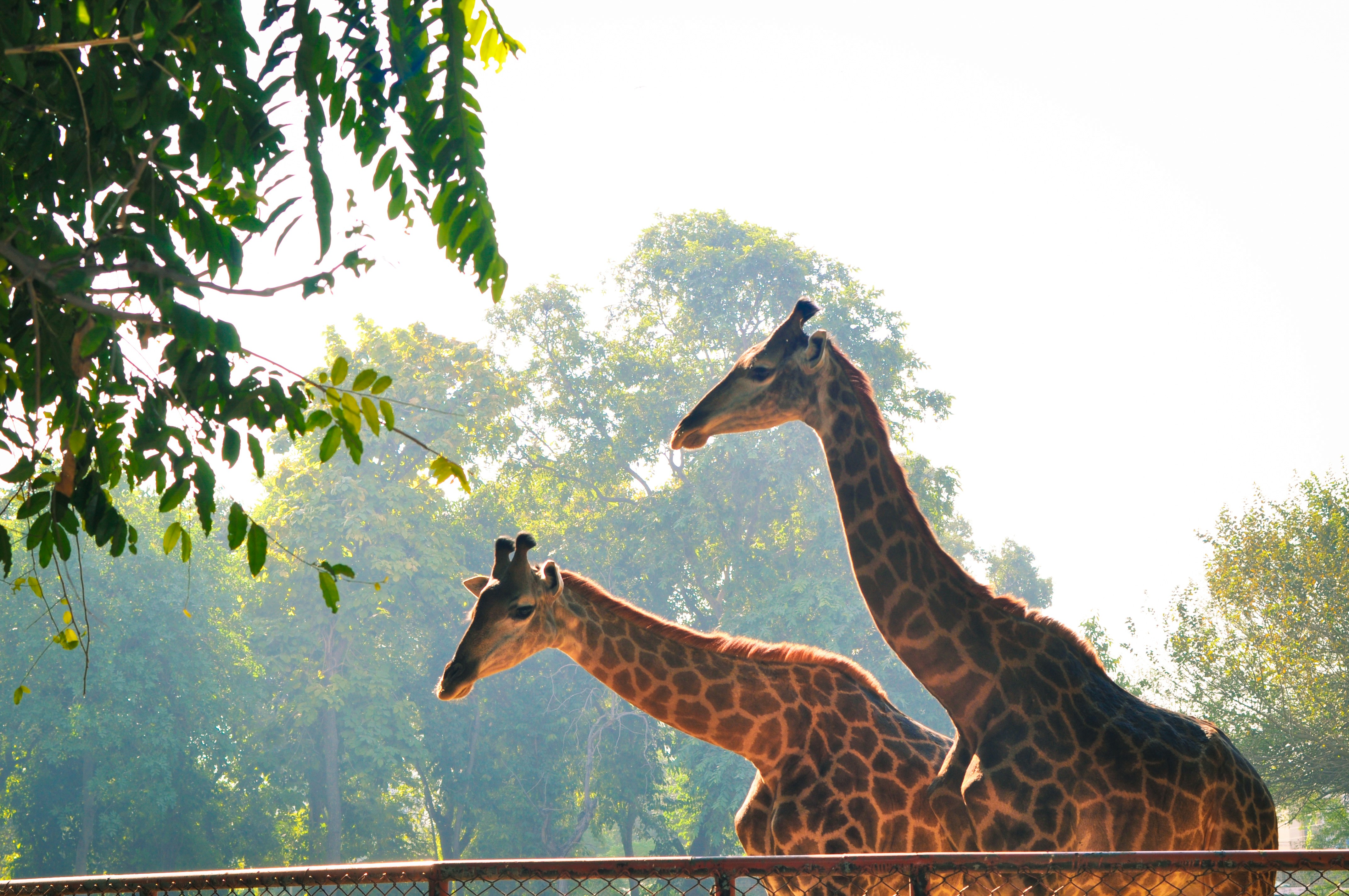 Photo by aryanghauri2020