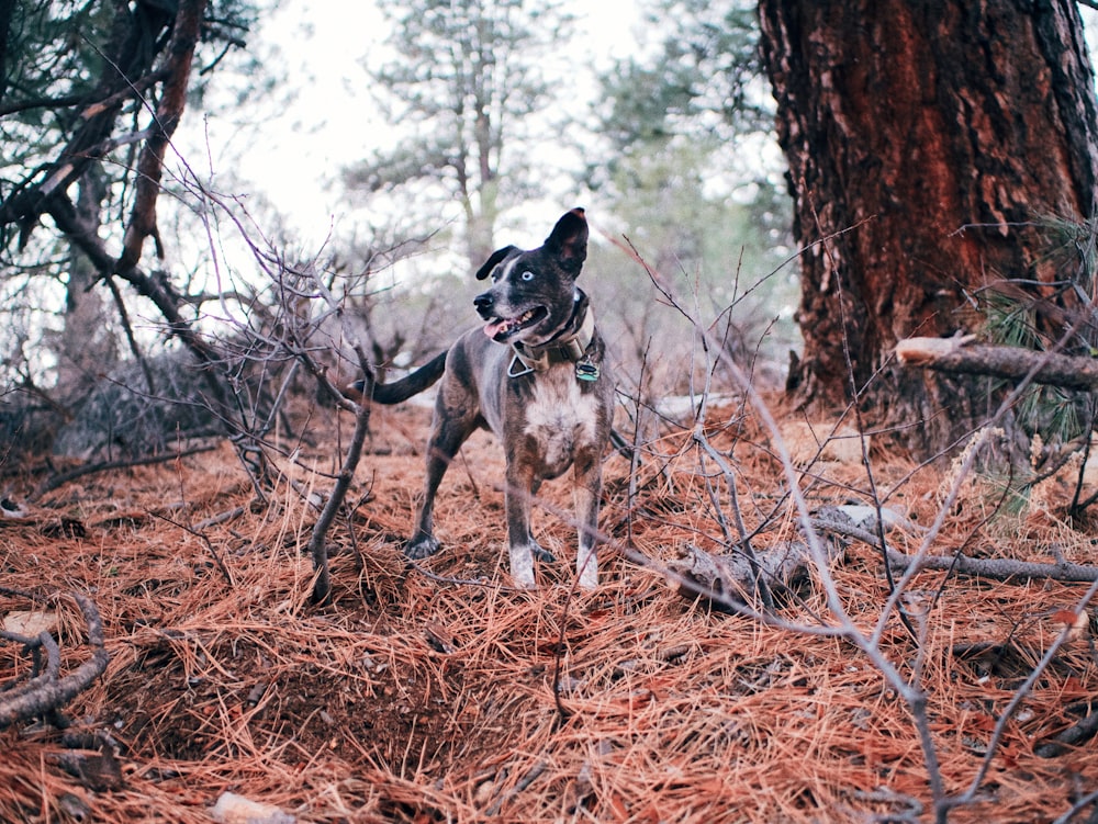 schwarz-weißer kurzhaariger Hund auf braunen getrockneten Blättern tagsüber