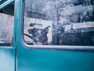 A climate-controlled van with a happy dog looking out the window during a safe pet transport.