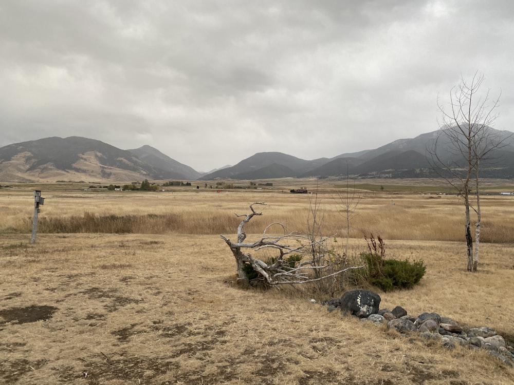 green grass field near mountain during daytime