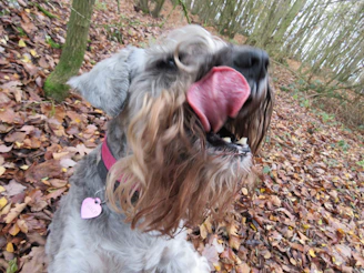 A playful Beagle exploring a colorful autumn forest trail