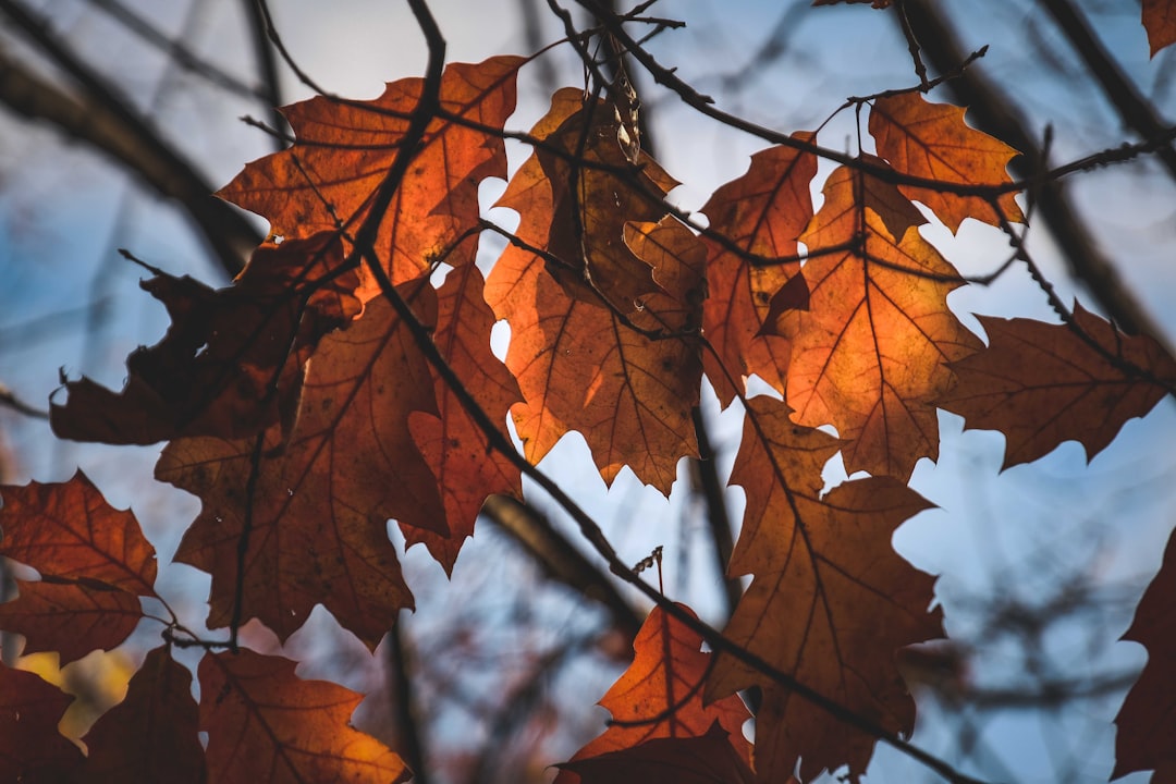 brown maple leaves on black wire