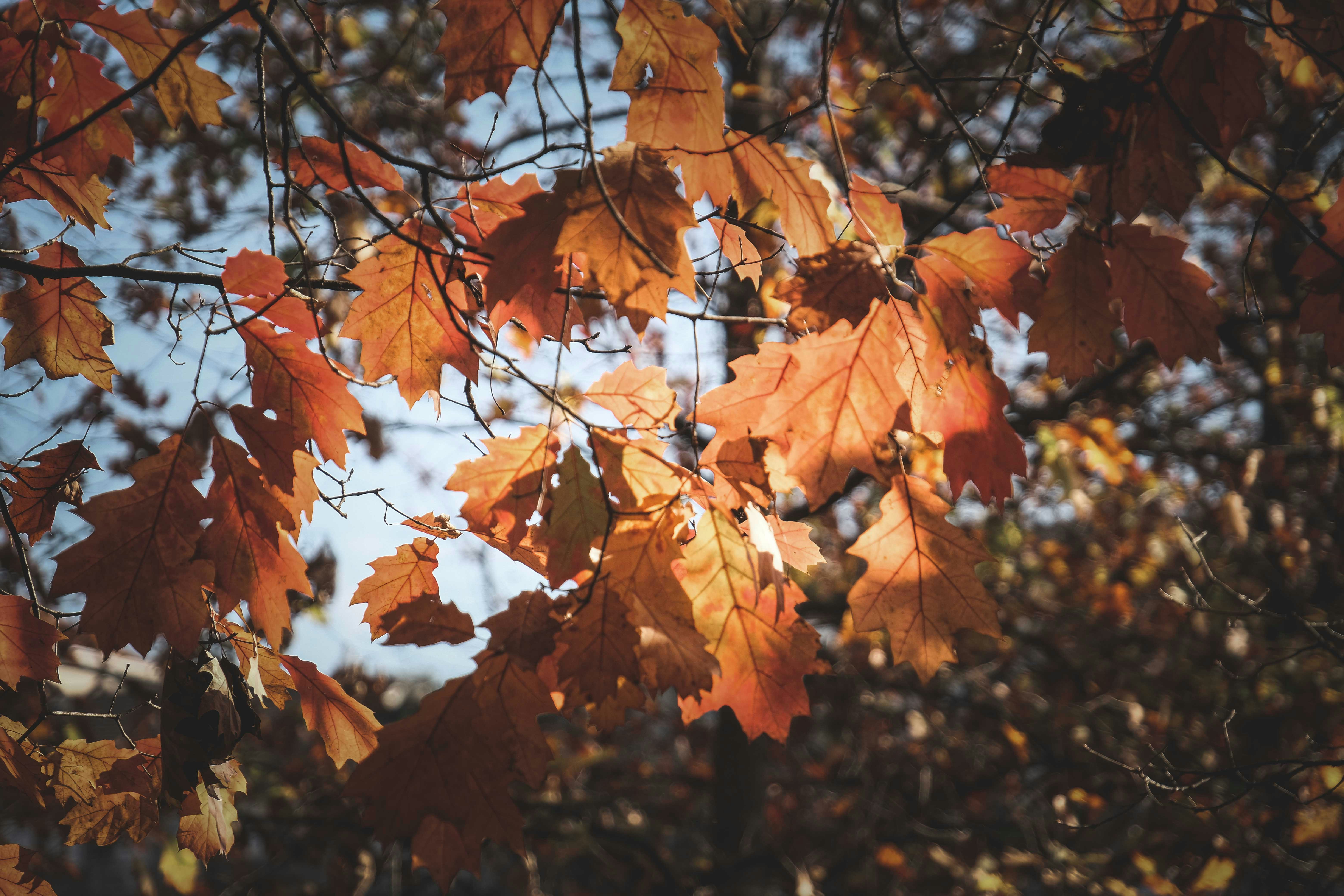 Photo by francesco_ungaro