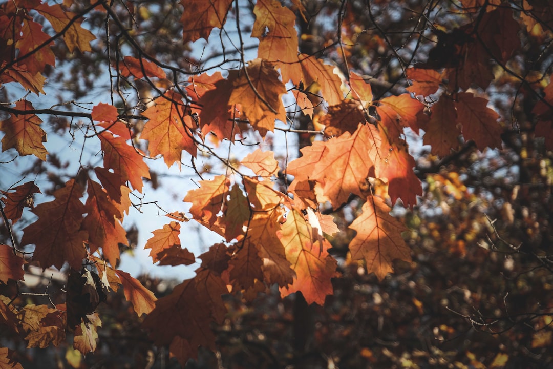 brown and green maple leaves