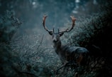 A majestic deer standing quietly in a misty forest at dawn.