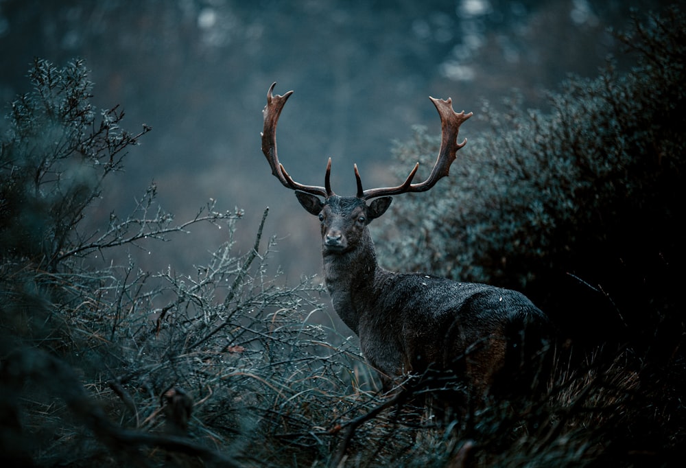 gray deer on green grass during daytime