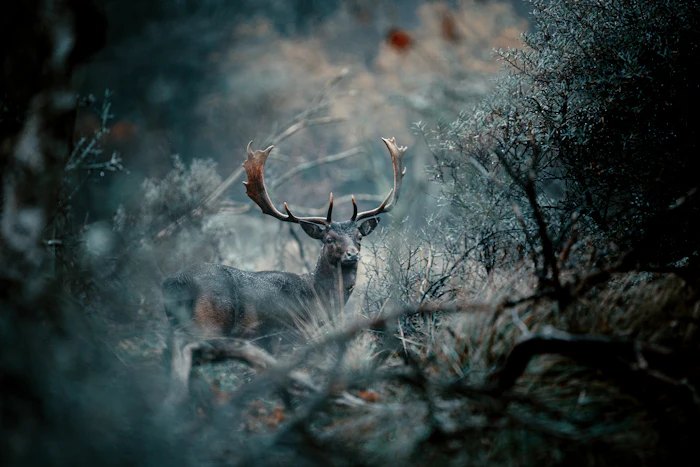 A deer standing in a dry autumn field