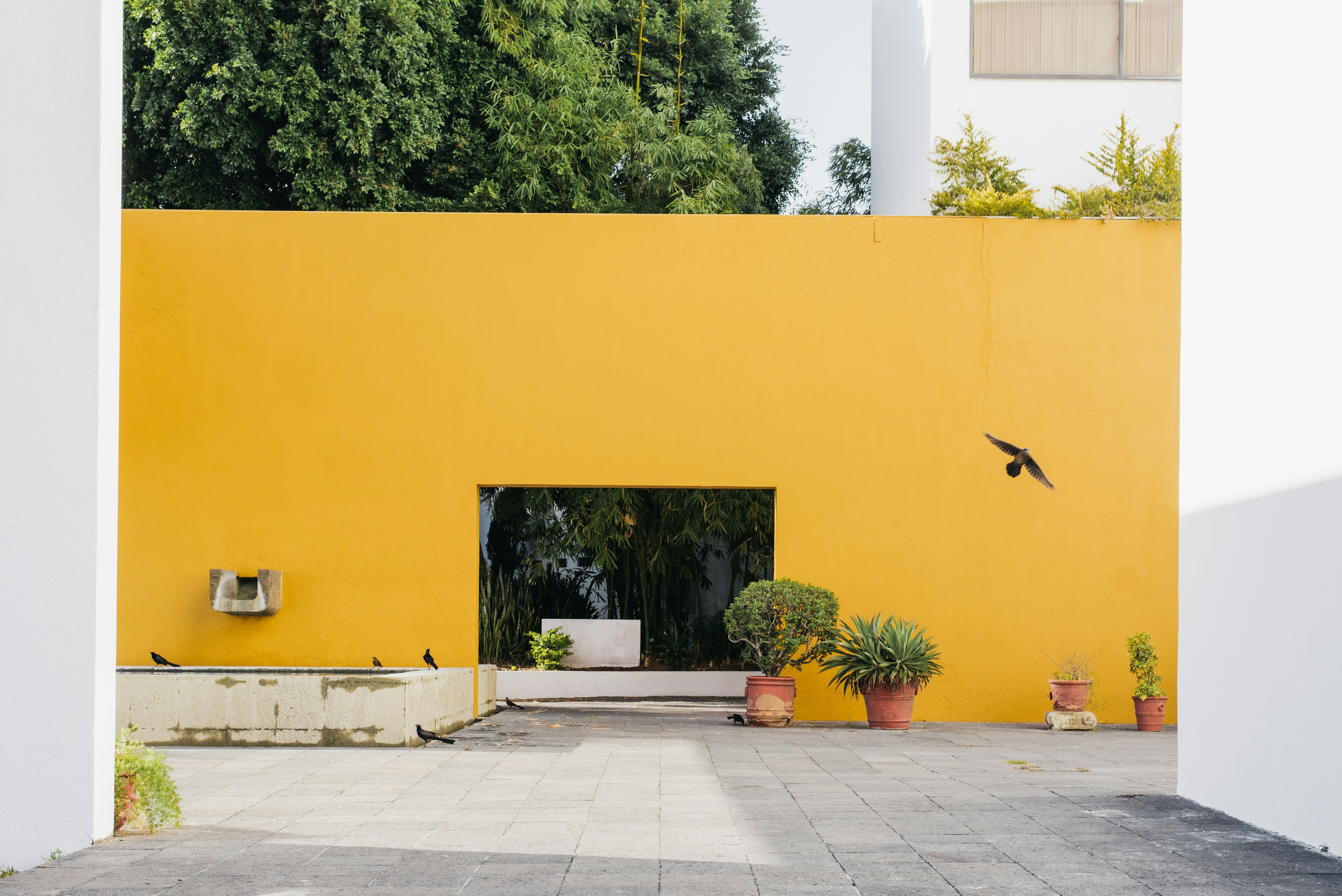 yellow and white concrete wall with green trees, 