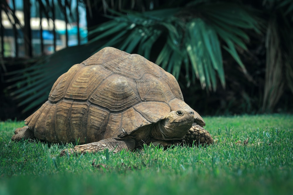 brown turtle on green grass during daytime