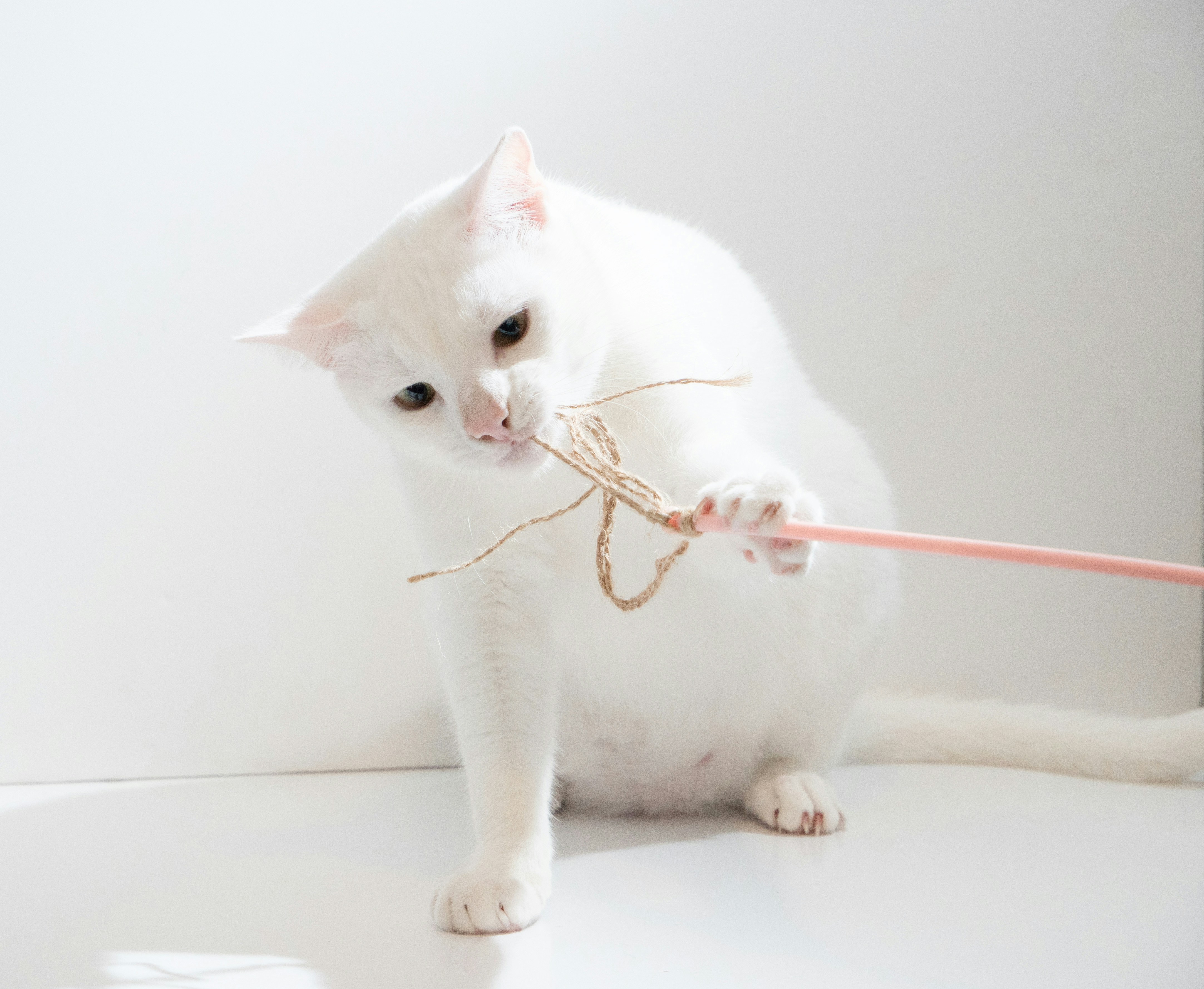 White cat playing