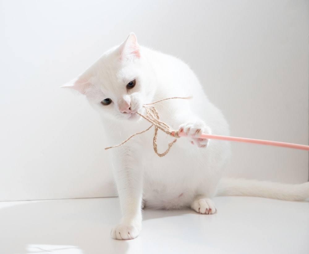 white cat with red leash