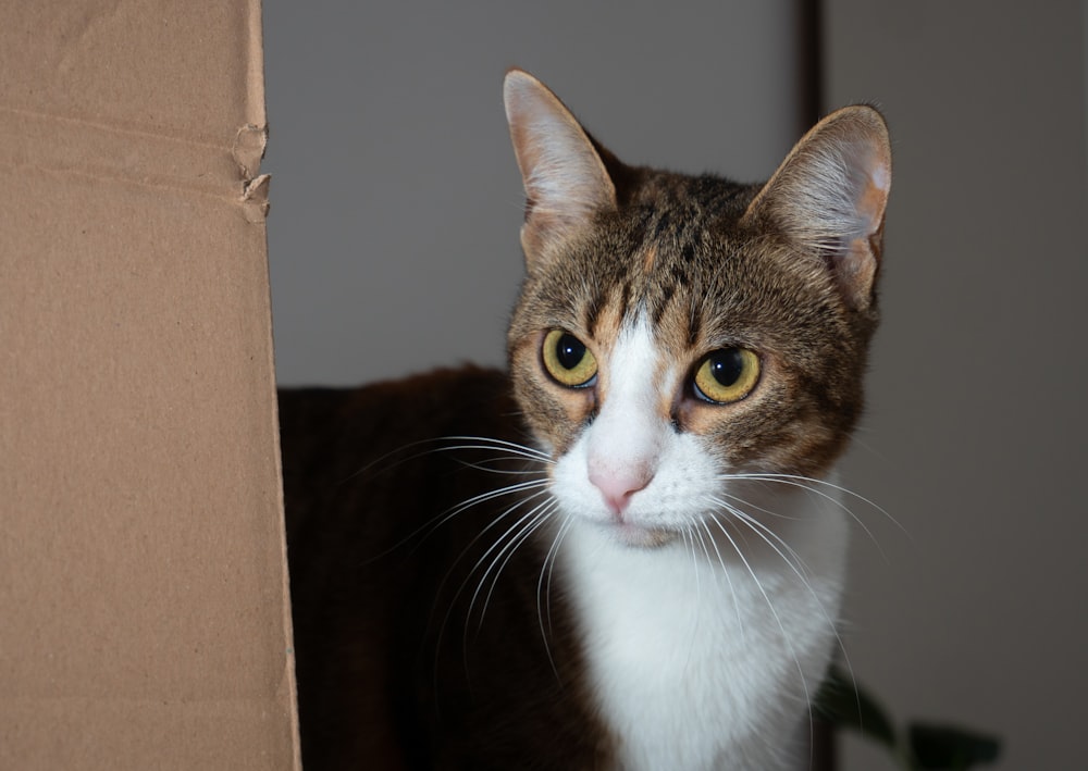 brown and white tabby cat