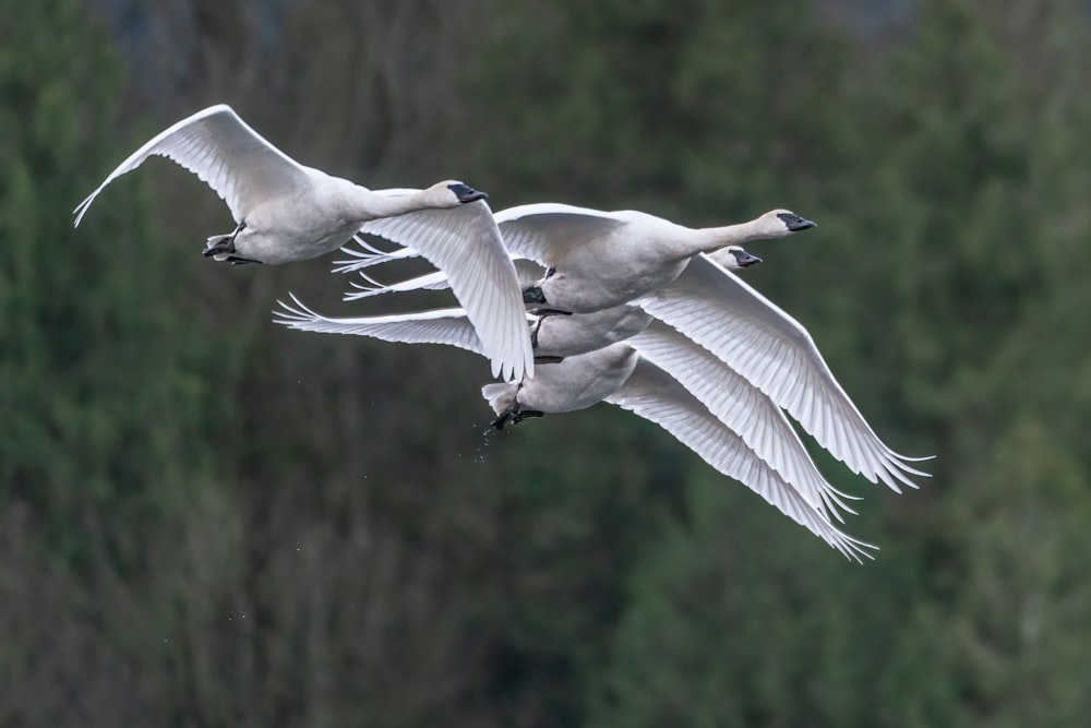 white bird flying during daytime
