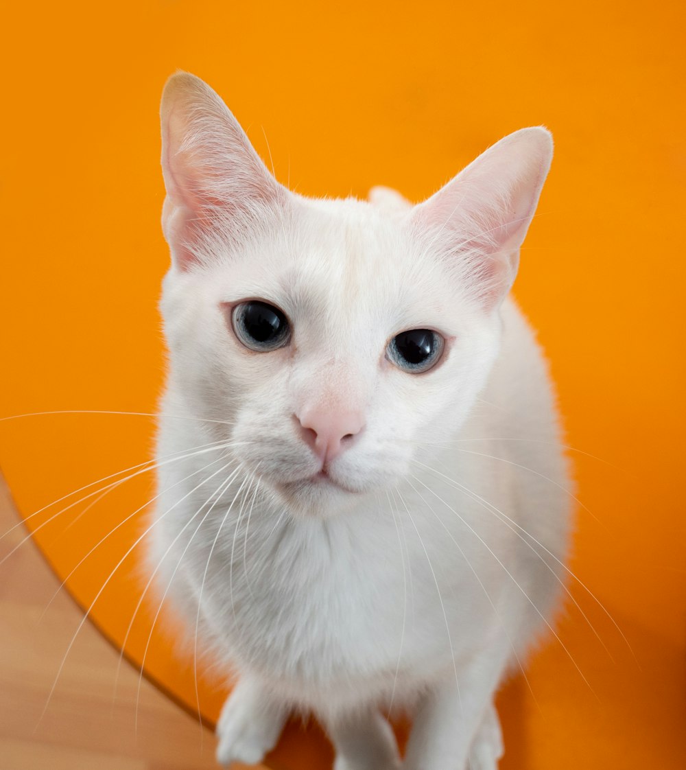 weiße Katze auf orangefarbenem Textil