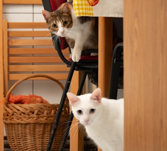 Two cats are situated in an indoor setting. A multicolored cat is perched on a chair, peering inquisitively, while a white cat stands on the floor in front. In the background, a wooden basket filled with orange fabric is visible, along with a dining arrangement featuring chairs and a table topped with a cloth.