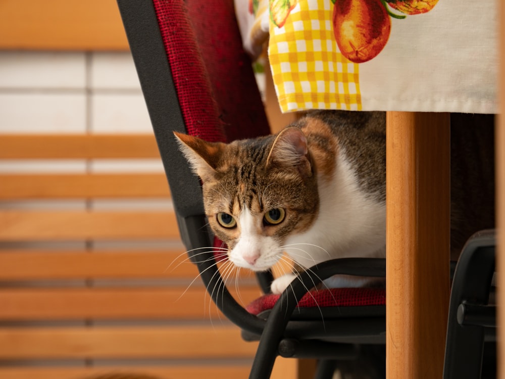 white and brown cat on black chair