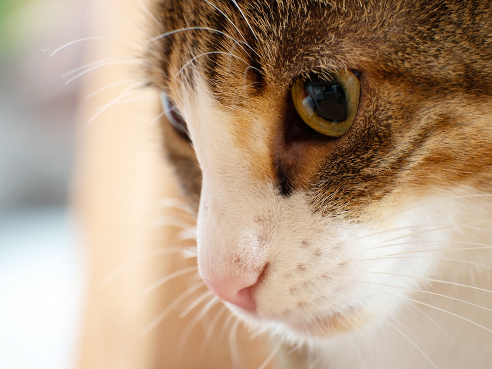 brown and white tabby cat