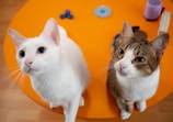 Two cats are sitting on an orange table. One cat is white with blue eyes, and the other is a mix of brown, white, and black with green eyes. Various objects are on the table, including a purple cup, a stack of books, a blue circular plate, and a blue fidget spinner.