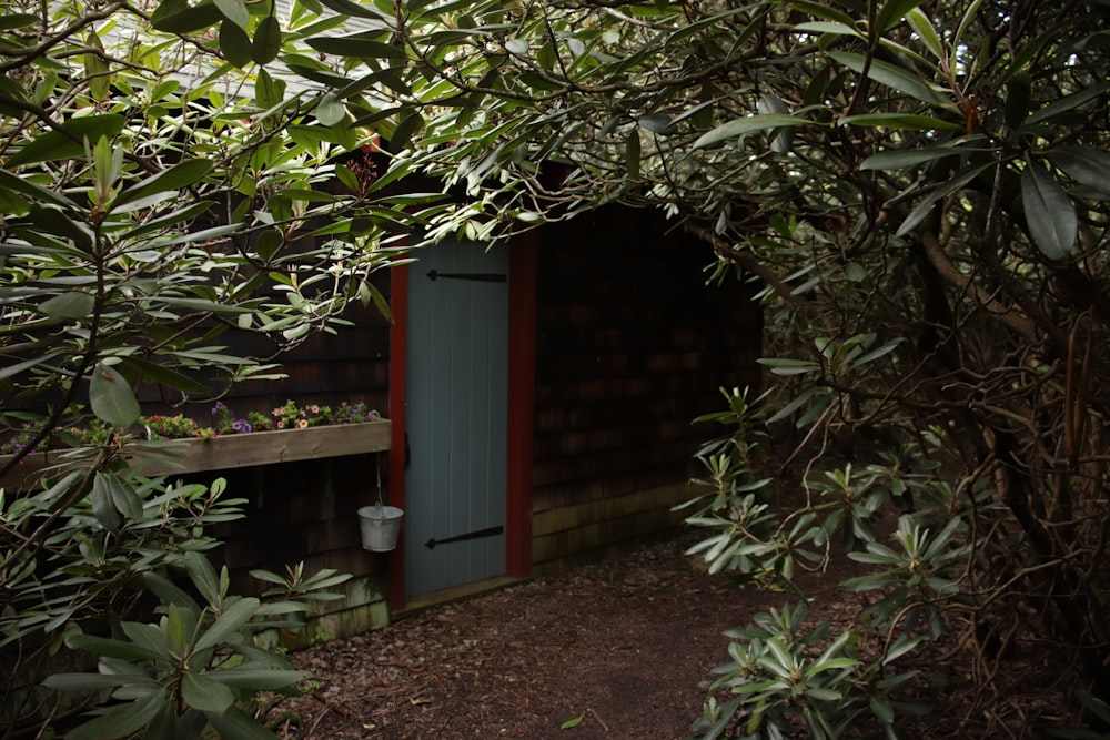 green leaf tree near red wooden door