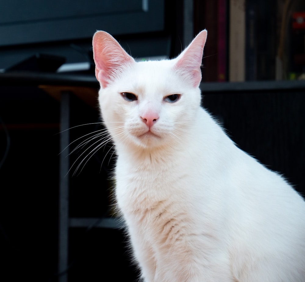 white cat on black background