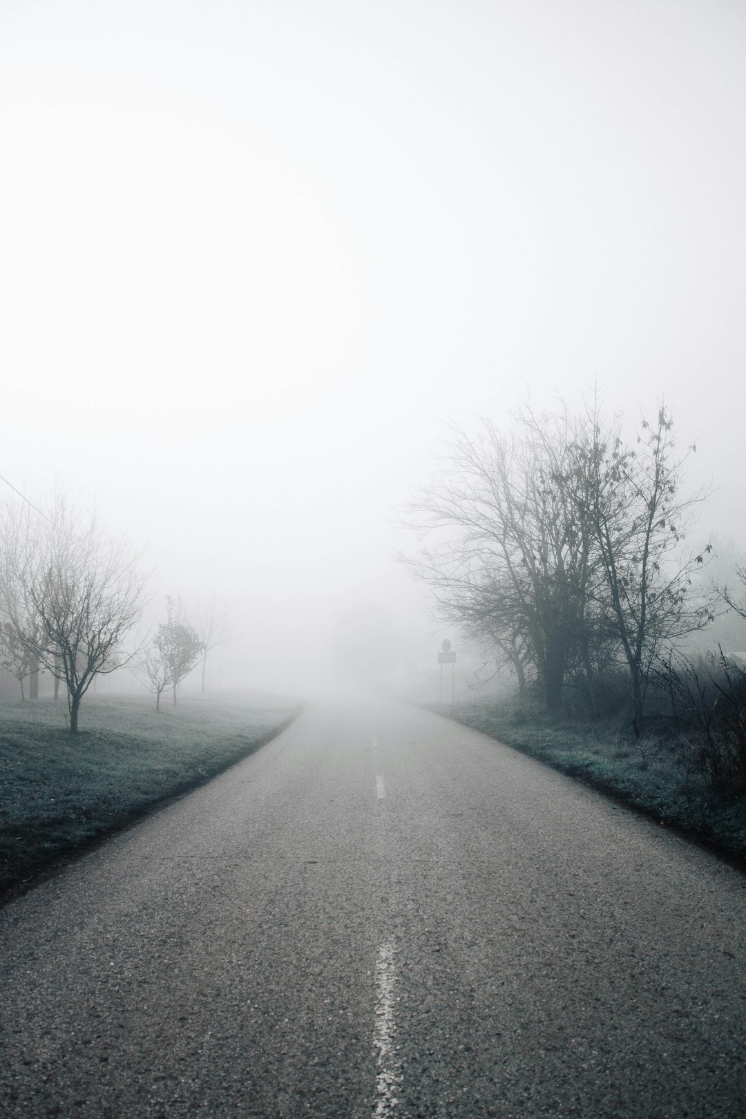 gray asphalt road between bare trees