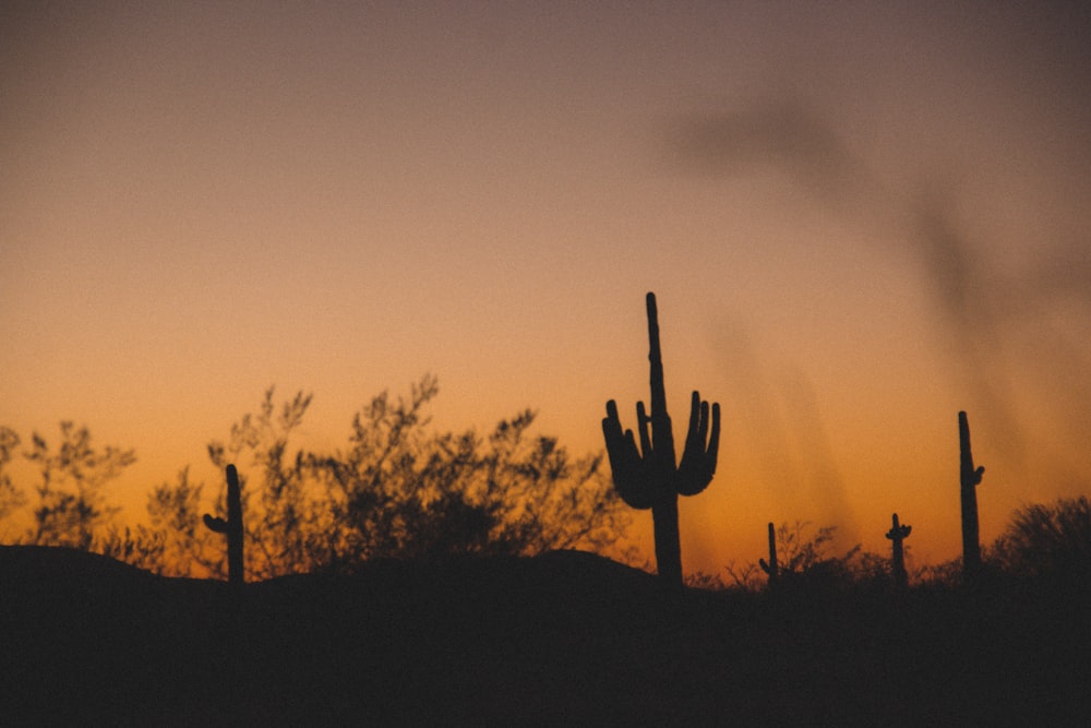 silhouette of cactus during sunset