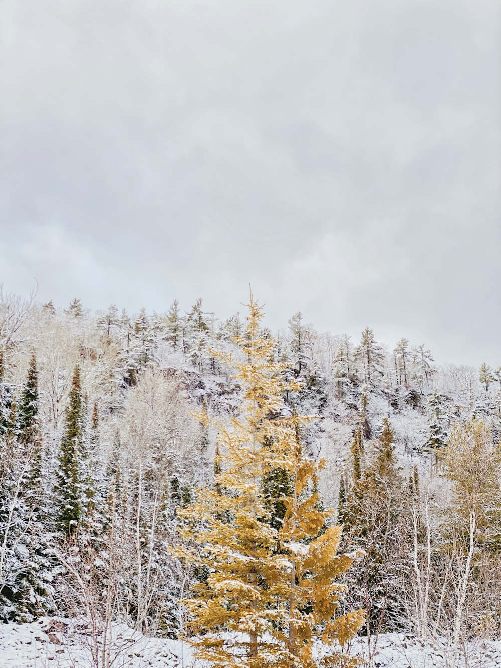 snow covered trees under white sky during daytime