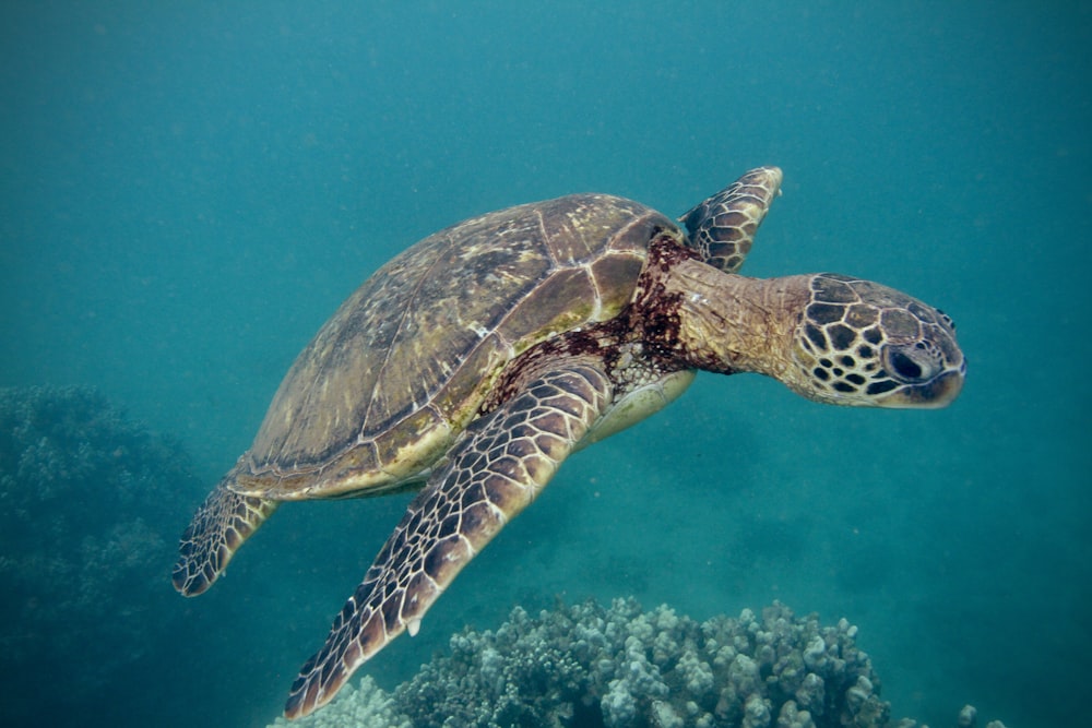 brown and black turtle under water