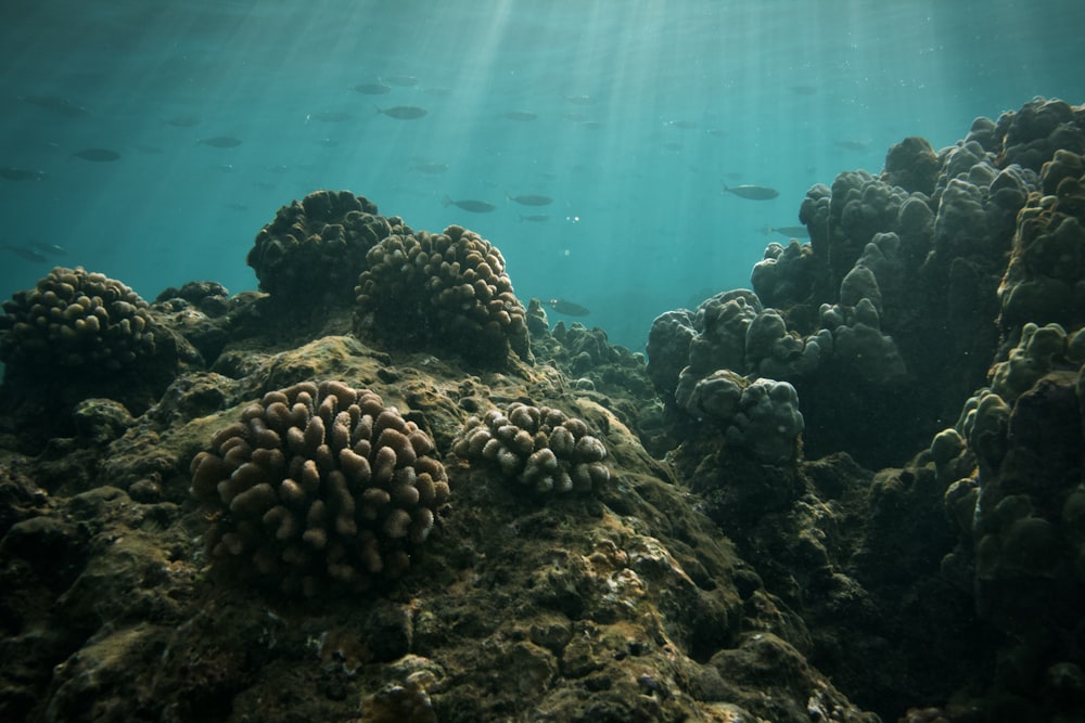 green coral reef under water