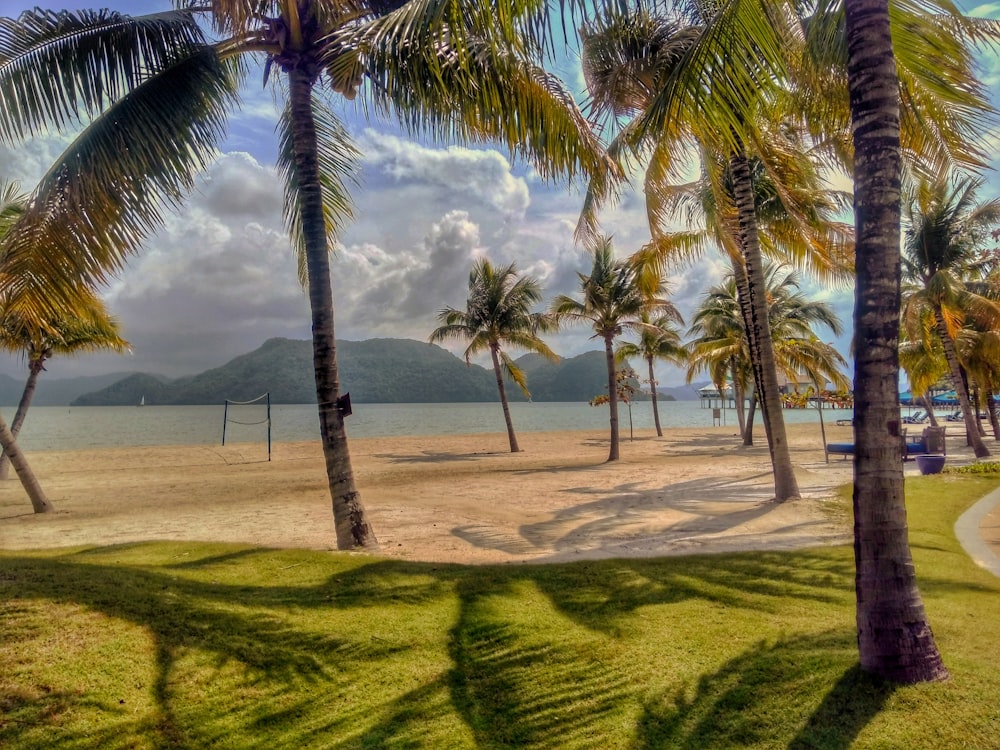 낮 동안 바다 근처의 푸른 잔디밭에 코코넛 야자수
