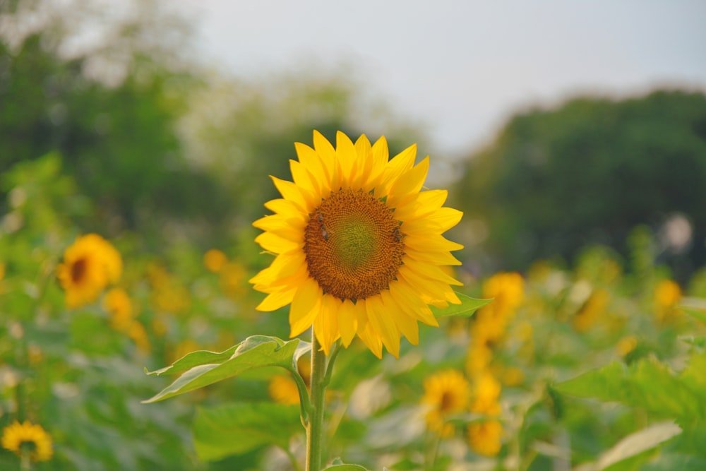 a large sunflower standing in a field of sunflowers