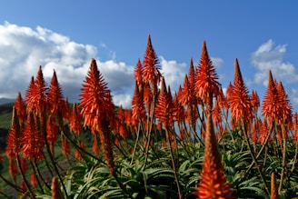red and green leaf plants under blue sky during daytime