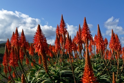 red and green leaf plants under blue sky during daytime