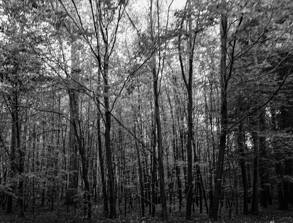 grayscale photo of trees during daytime