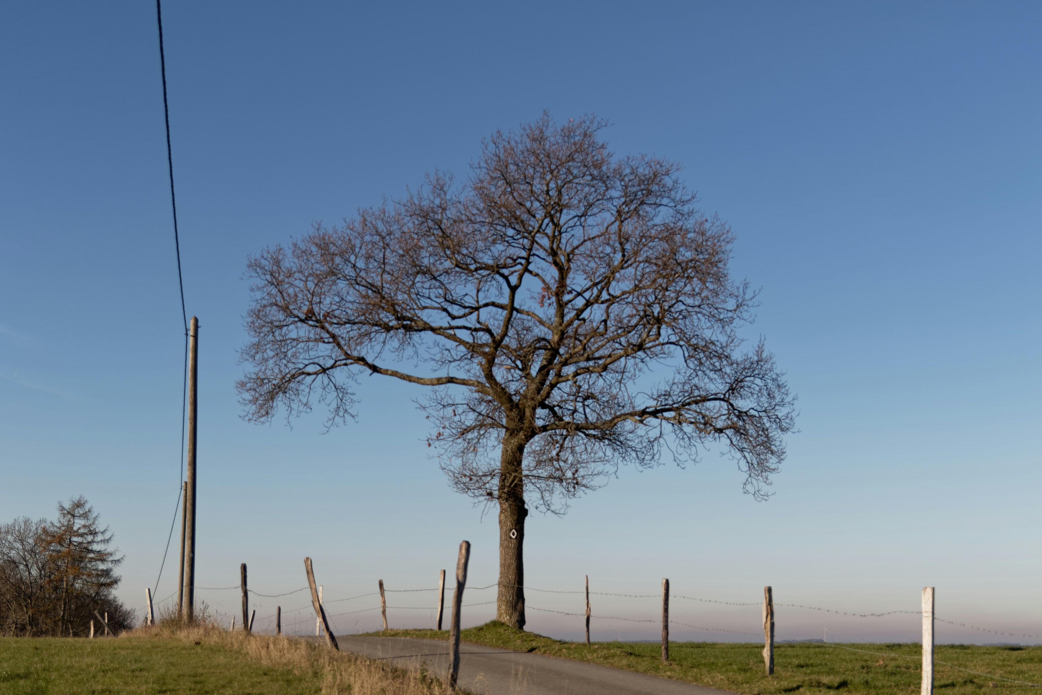 árbol sin hojas en el campo de hierba verde bajo el cielo azul durante el día