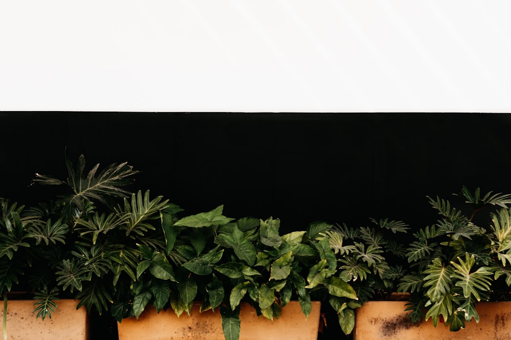 green plant on brown clay pot