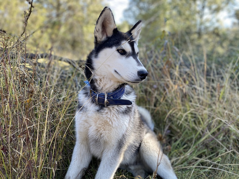 Weißer und schwarzer Sibirischer Husky auf braunem Rasen tagsüber