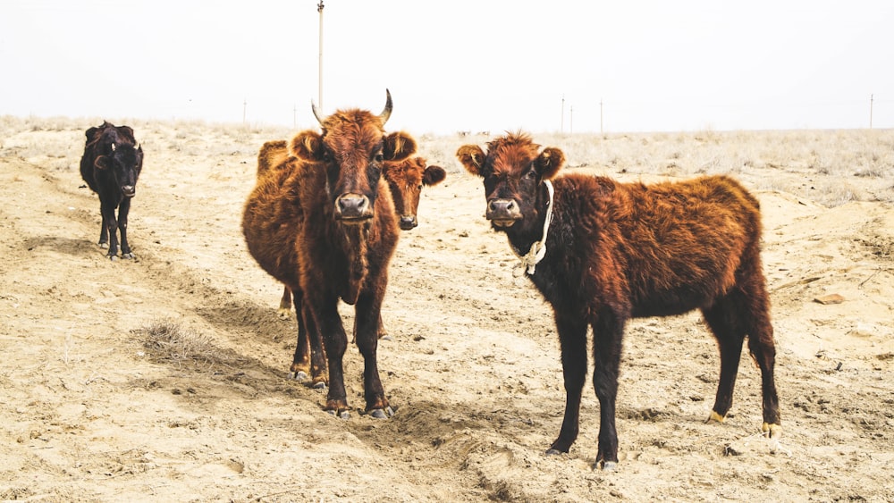 brown and white cow on brown field during daytime