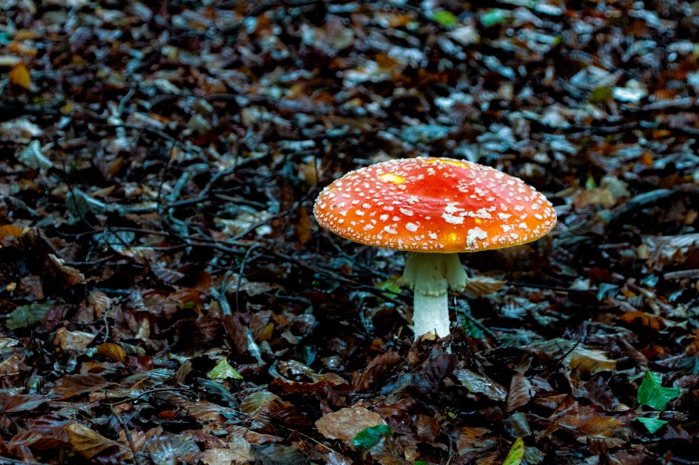 red and white mushroom surrounded by dried leaves