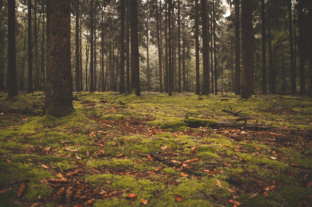 brown and green trees on green grass field during daytime