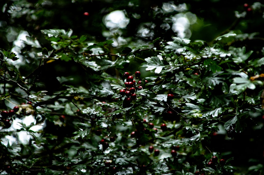 red round fruits on green leaves during daytime