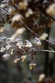 white cherry blossom in close up photography
