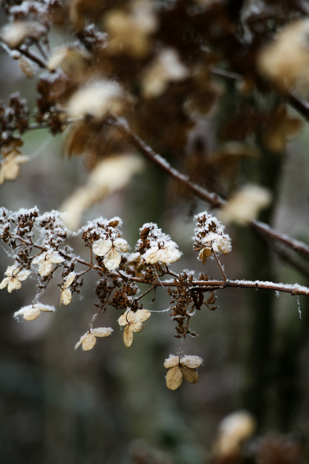 white cherry blossom in close up photography