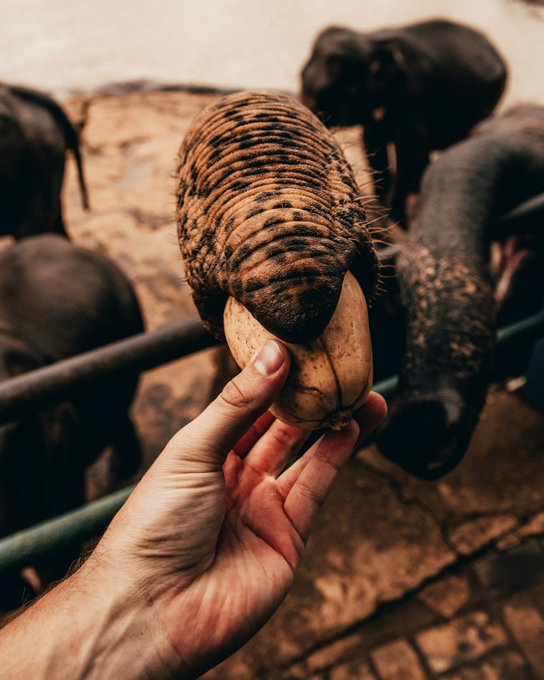 person holding black and brown animal skull