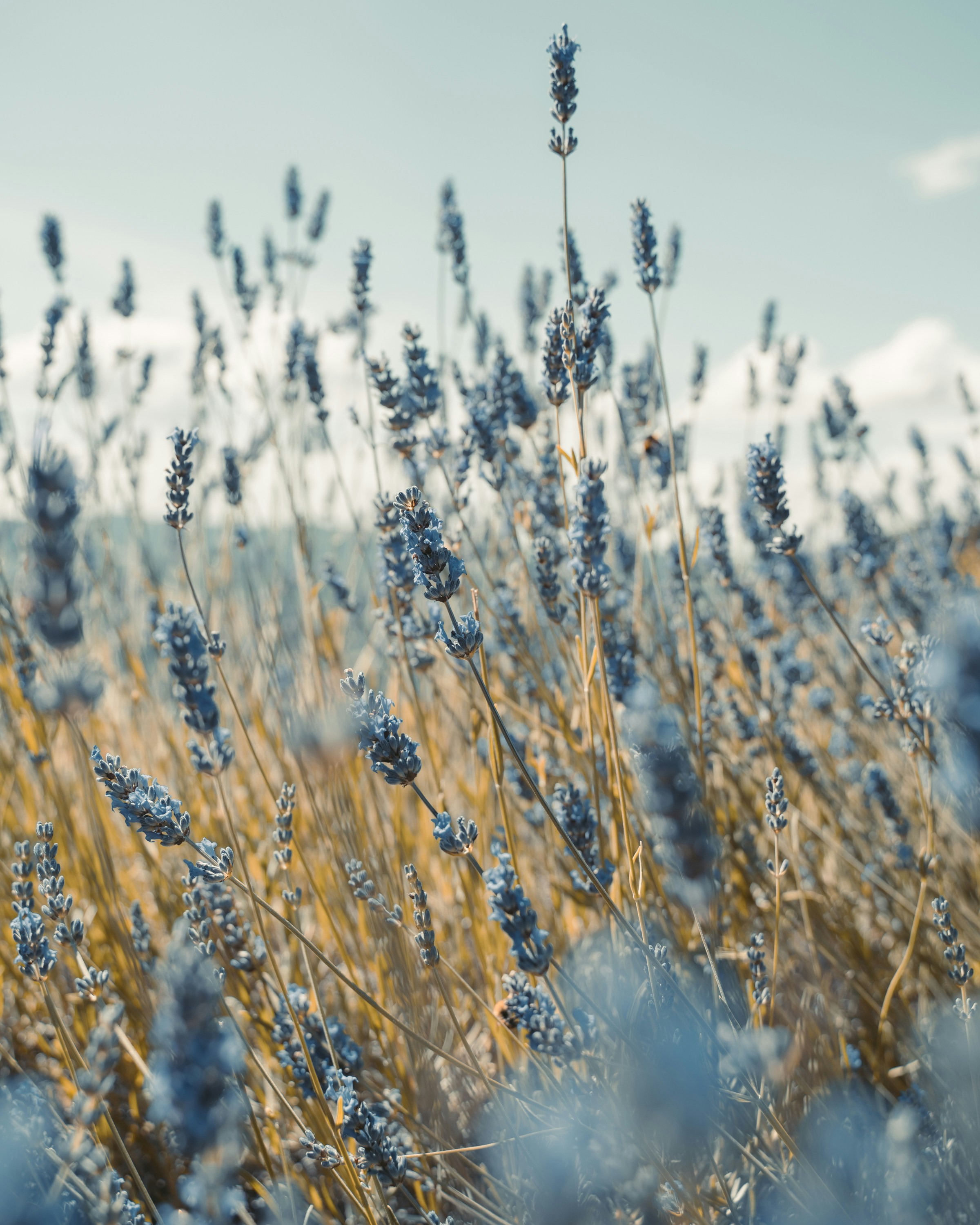 brown wheat field during daytime